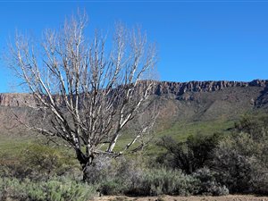 Game Farm in Graaff Reinet