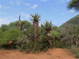 103 ha Farm in Groot Marico