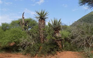 103 ha Farm in Groot Marico