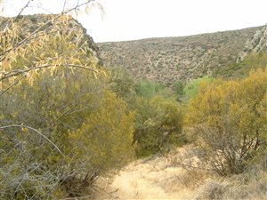 206 ha Farm in Willowmore
