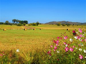 157.1 ha Farm in Dullstroom