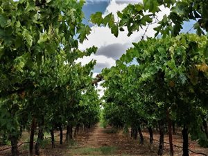30 ha Farm in Keimoes