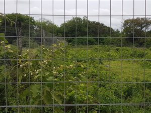 1100 m² Land available in Birdswood