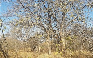 8289 m² Land available in Zandspruit Bush and Aero Estate