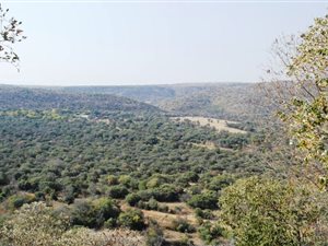 38 ha Farm in Moregloed