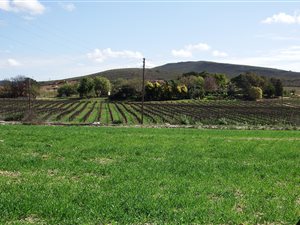 1300 ha Farm in Robertson