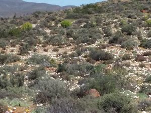 4630 ha Farm in Calvinia