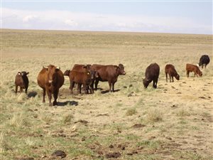 207 ha Farm in Bethlehem
