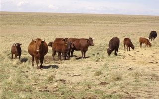 207 ha Farm in Bethlehem