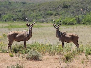 125.3 ha Land available in Oudtshoorn