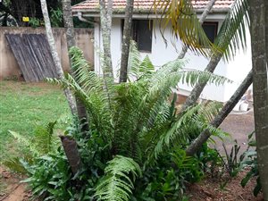 1 Bedroom Garden Cottage in Athlone Park