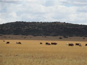 Game Farm in Bloemfontein Rural