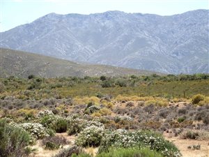 141 ha Farm in Robertson