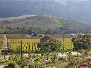 440 ha Farm in Bonnievale