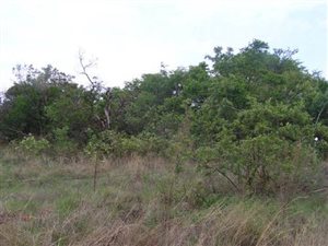 8 ha Farm in Rietfontein