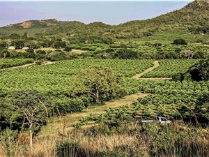 450 ha Farm in Kanyamazane