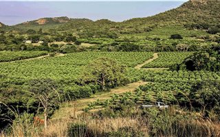 450 ha Farm in Kanyamazane