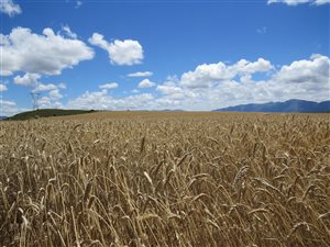 1300 ha Farm in Bonnievale