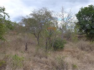 1542 m² Land available in Komatipoort