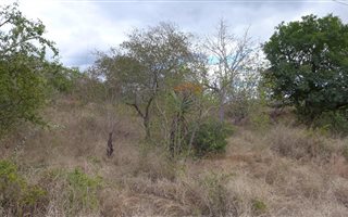 1542 m² Land available in Komatipoort