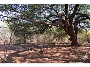 400 ha Farm in Lephalale (Ellisras)