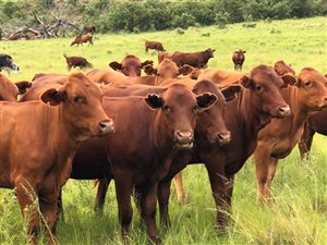 948 ha Farm in Harrismith