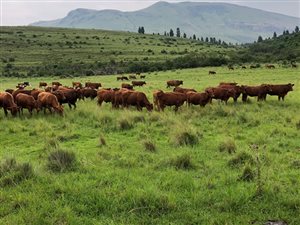 948 ha Farm in Harrismith