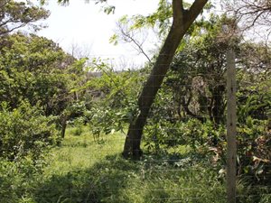 2982 m² Land available in Umzumbe