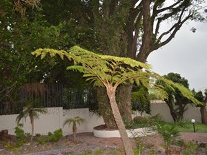 3 Bed House in Fairwood