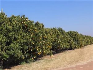 331 ha Farm in Buffelspoort