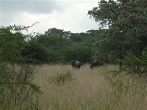 17 ha Farm in Modimolle