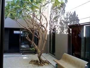 3 Bed Townhouse in Buccleuch