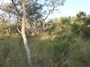 1000 m² Land available in Bela-Bela (Warmbaths)