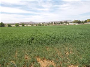 3.2 ha Smallholding in Bethulie
