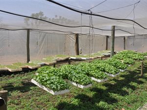 11 ha Farm in Grootvlei