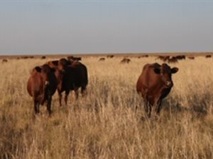 525 ha Farm in Lichtenburg