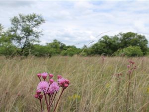 4 ha Farm in Kameelfontein and surrounds