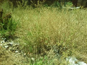 300 m² Land available in Odinburg Gardens