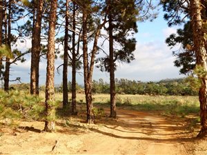 2 ha Land available in Firlands