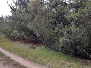 6 ha Farm in Wilderness