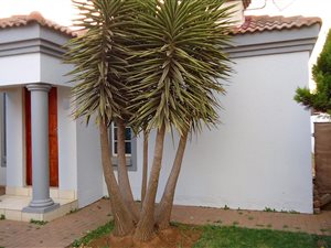 3 Bed House in Brakpan North