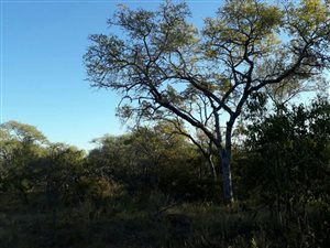 9197 m² Land available in Sabie Park