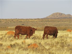 4103 ha Farm in Hopetown