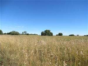 1480 ha Farm in Boshof