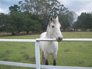 2 ha Farm in George Central