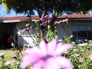 3 Bed House in Mackenzie Park