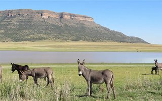 377 ha Farm in Ladybrand
