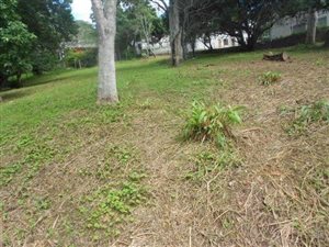 2000 m² Land available in Westville