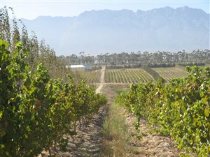82 ha Farm in Tulbagh