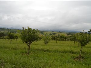 21 ha Farm in Barberton